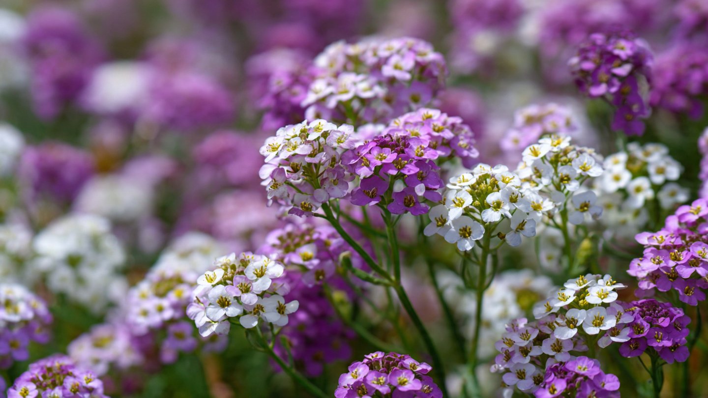 How to Grow Alyssum Fragrant Flowers for a Aromatic Garden Display