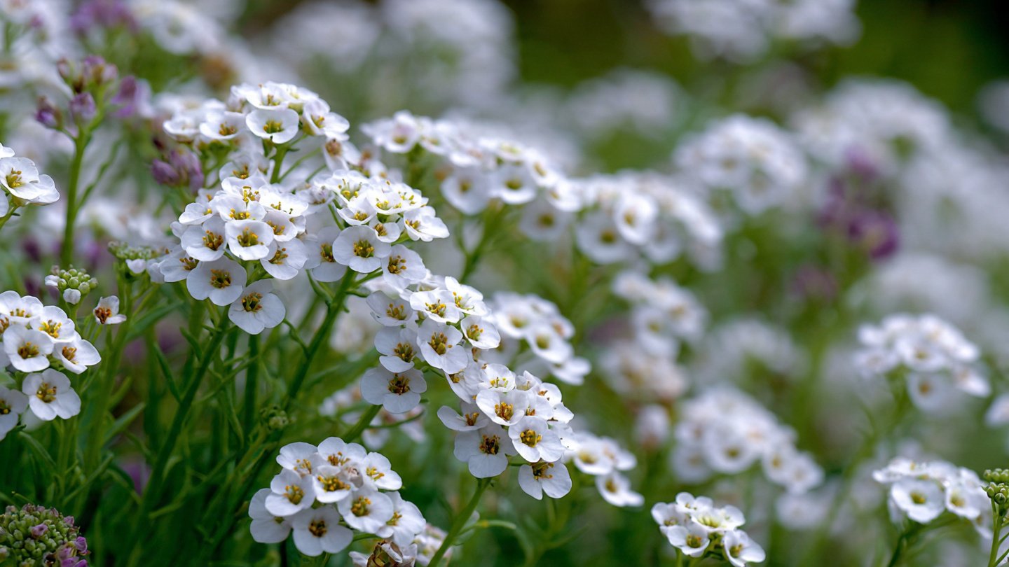 How to Easily Grow Alyssum from Seed: The Simple Way to a Beautiful Garden