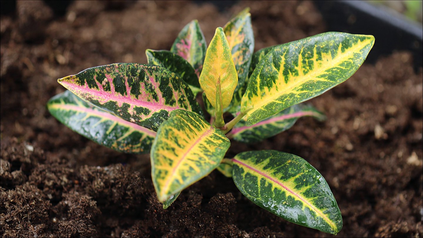 Best Strategies for Successfully Growing Variegated Croton Outdoors Year Round