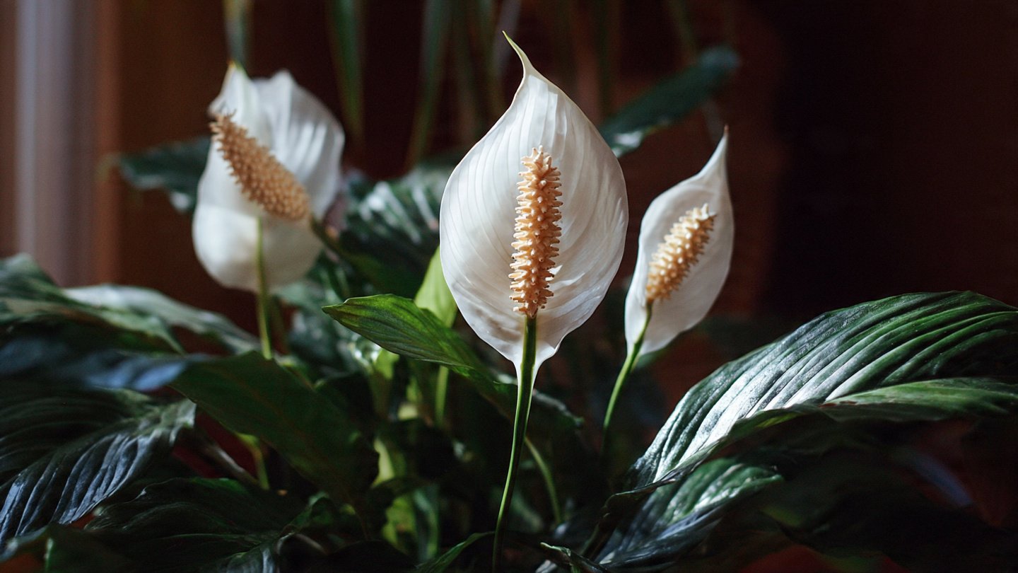 Easy Ways to Boost the Growth Rate of Your Indoor Peace Lily for Lush Green Foliage