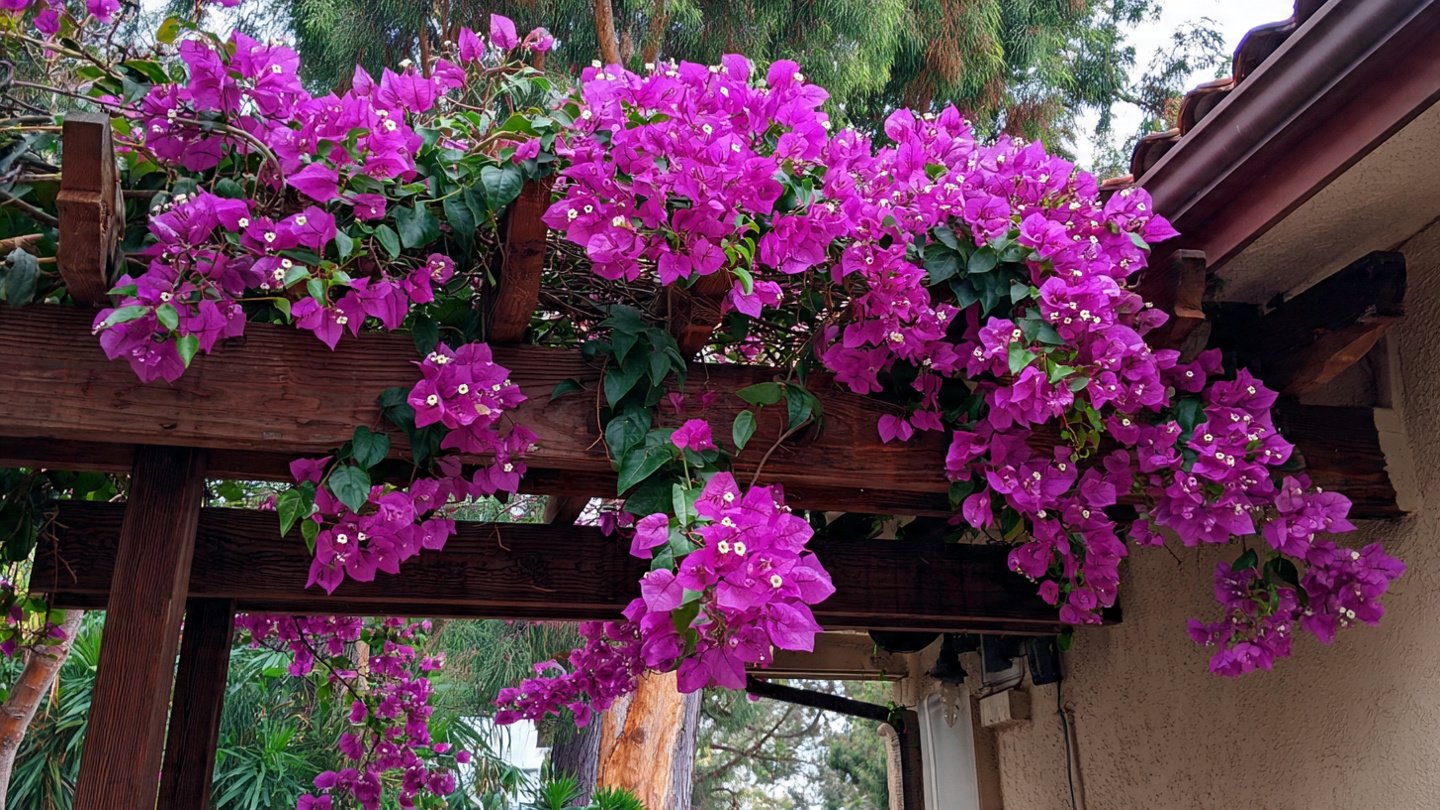 How to Use the Best Method to Grow Bougainvillea on a Pergola for Stunning Outdoor Aesthetics