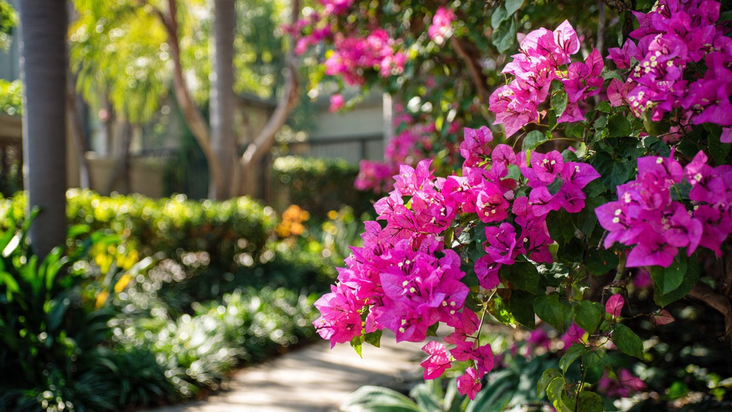Easy Trick to Rapidly Grow Bougainvillea and Enhance Your Garden Space