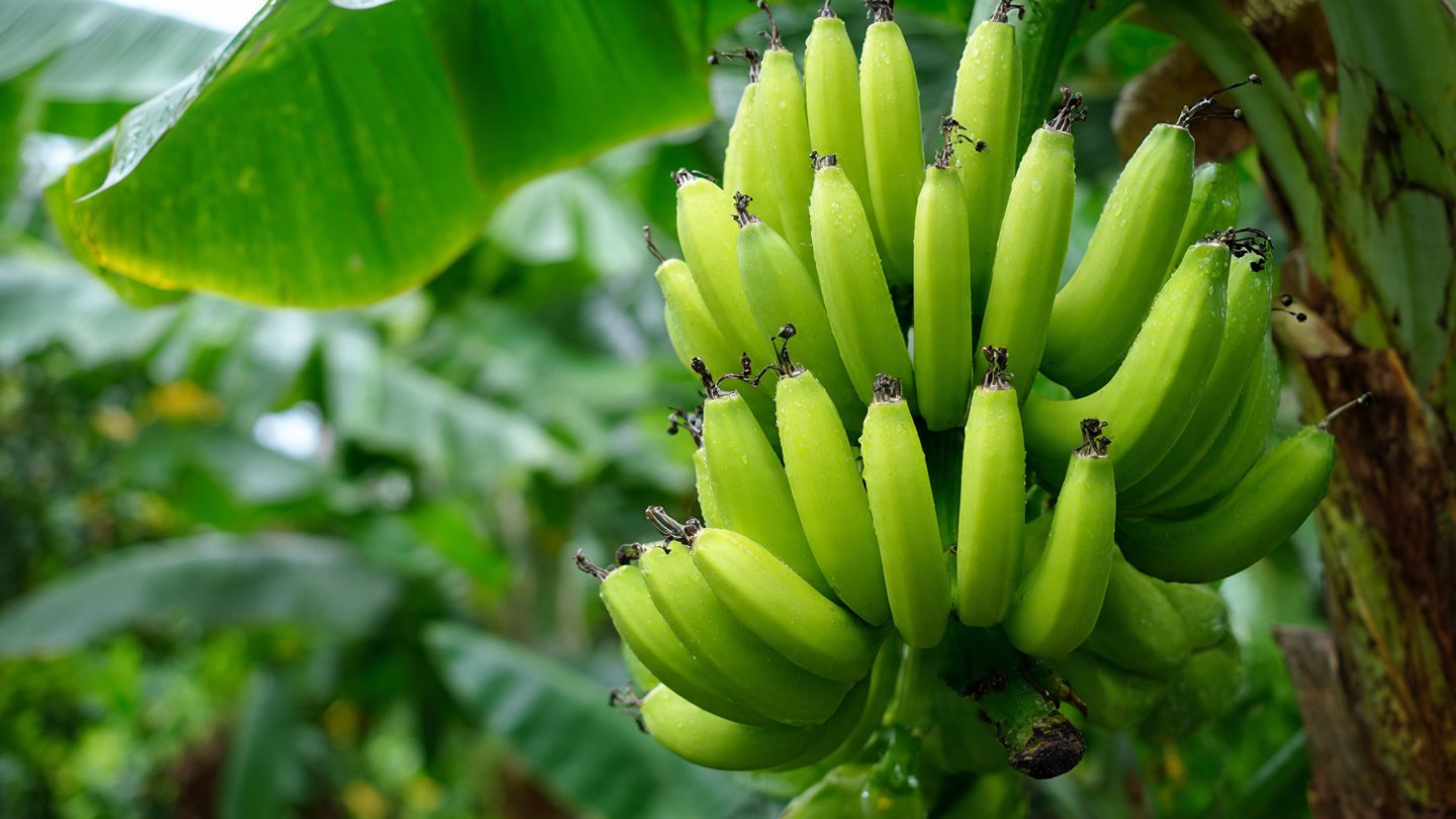 How to Grow Cavendish Bananas at Home: A Complete Guide for Beginners