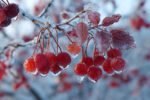 Simple Techniques for Successfully Growing Cherry Bushes in Cold Climates