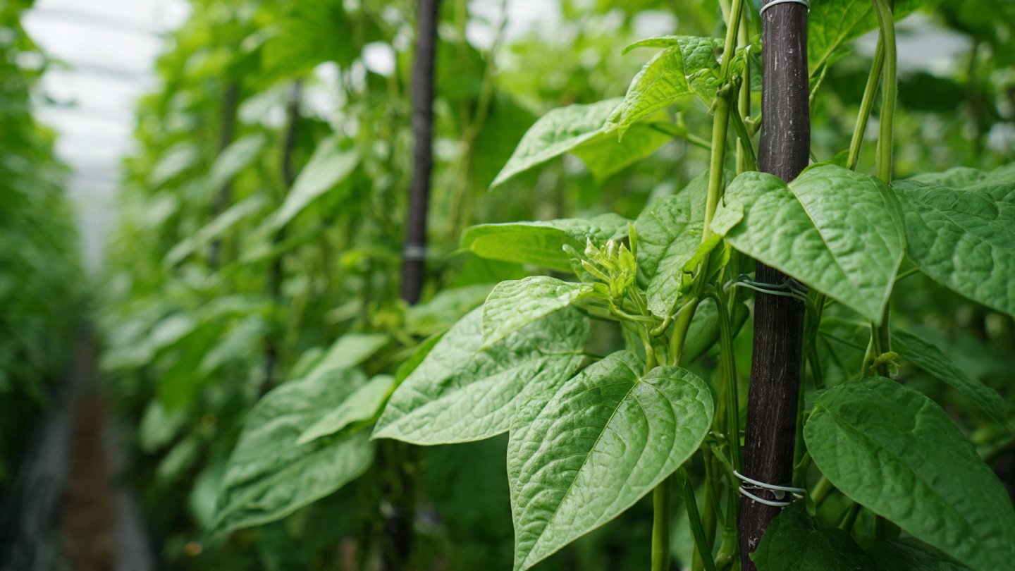 How to Build and Use a Cowpea Plant Vertical Growing Support for Healthier Crops