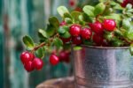 Easy Method to Grow Cranberry Vine in Pot and Enjoy Fresh Berries from Your Garden