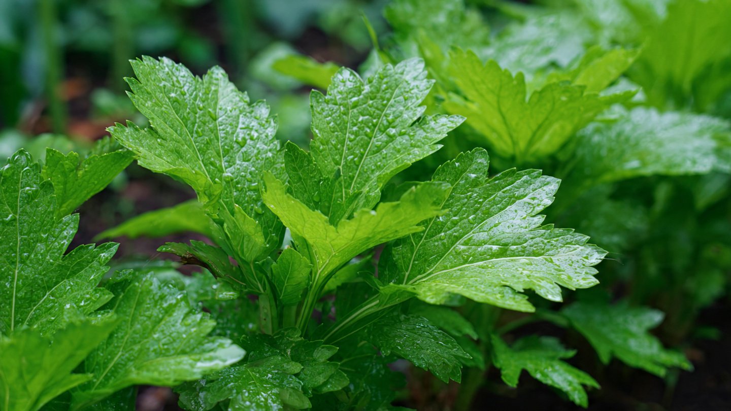 Simple Steps to Successfully Cultivate Culantro Leaves for Your Garden