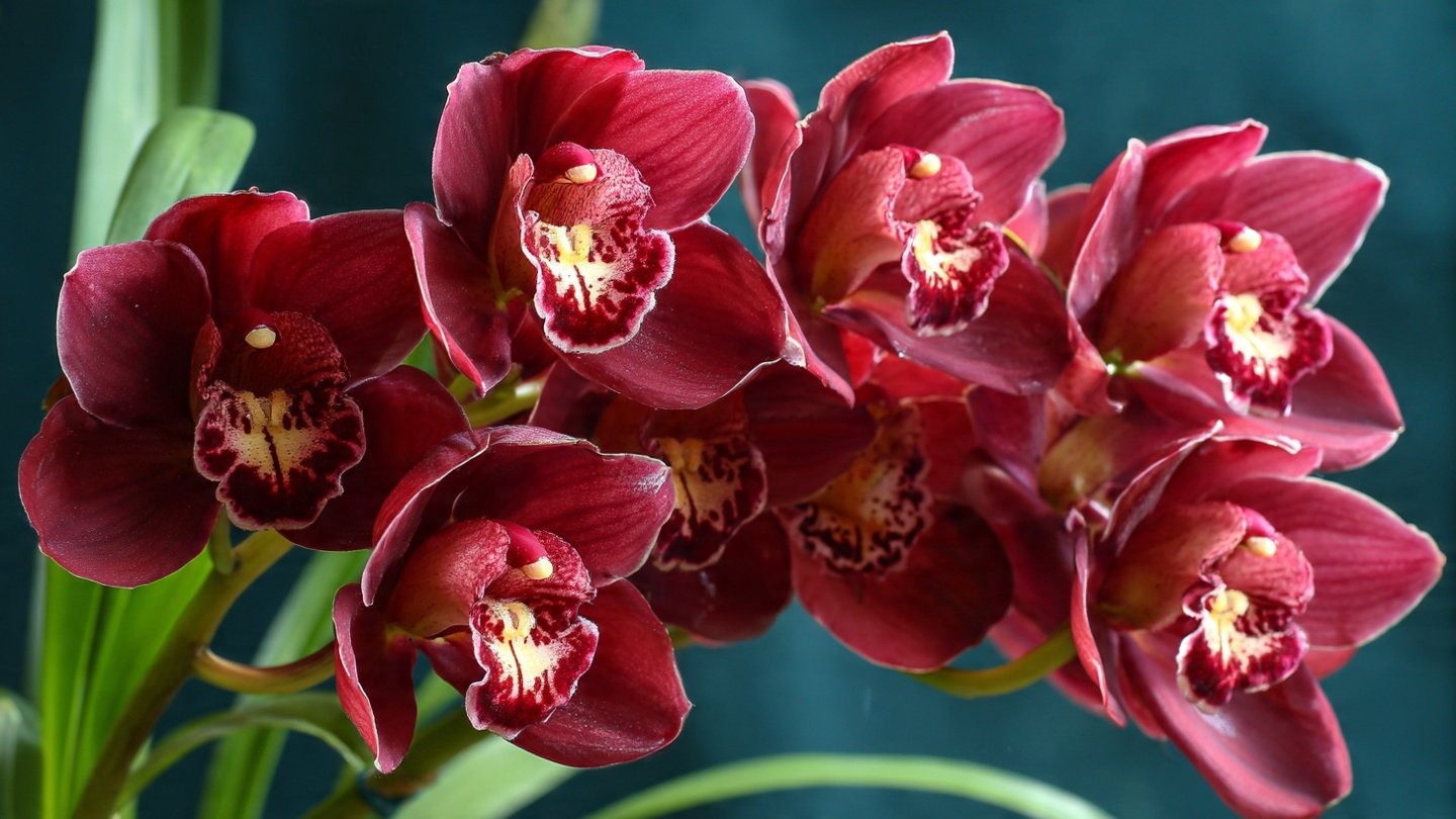 Essential Guide to Successfully Growing Cymbidium Orchids Indoors All Year Round
