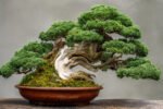 Discover the Art of Growing Juniper Bonsai for Stunning Garden Aesthetics