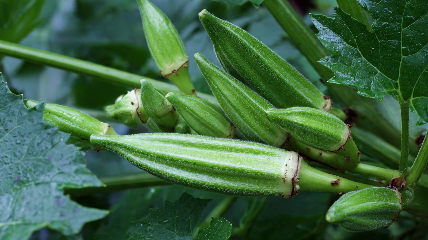 Discover the Simple Method for Growing Spineless Okra in Your Backyard