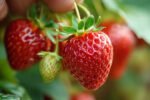 Easy Hack to Grow Strawberries Year Round in Your Home Garden for Delicious Harvests