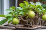 Easy Steps to Grow a Healthy Guava Bonsai at Home for Beginners