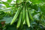 Easy Steps to Successfully Grow Bhindi in Grow Bags at Home