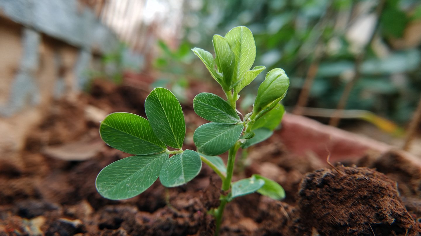 How to Care for Your Green Gram Plant Organically: Essential Tips for Healthy Growth