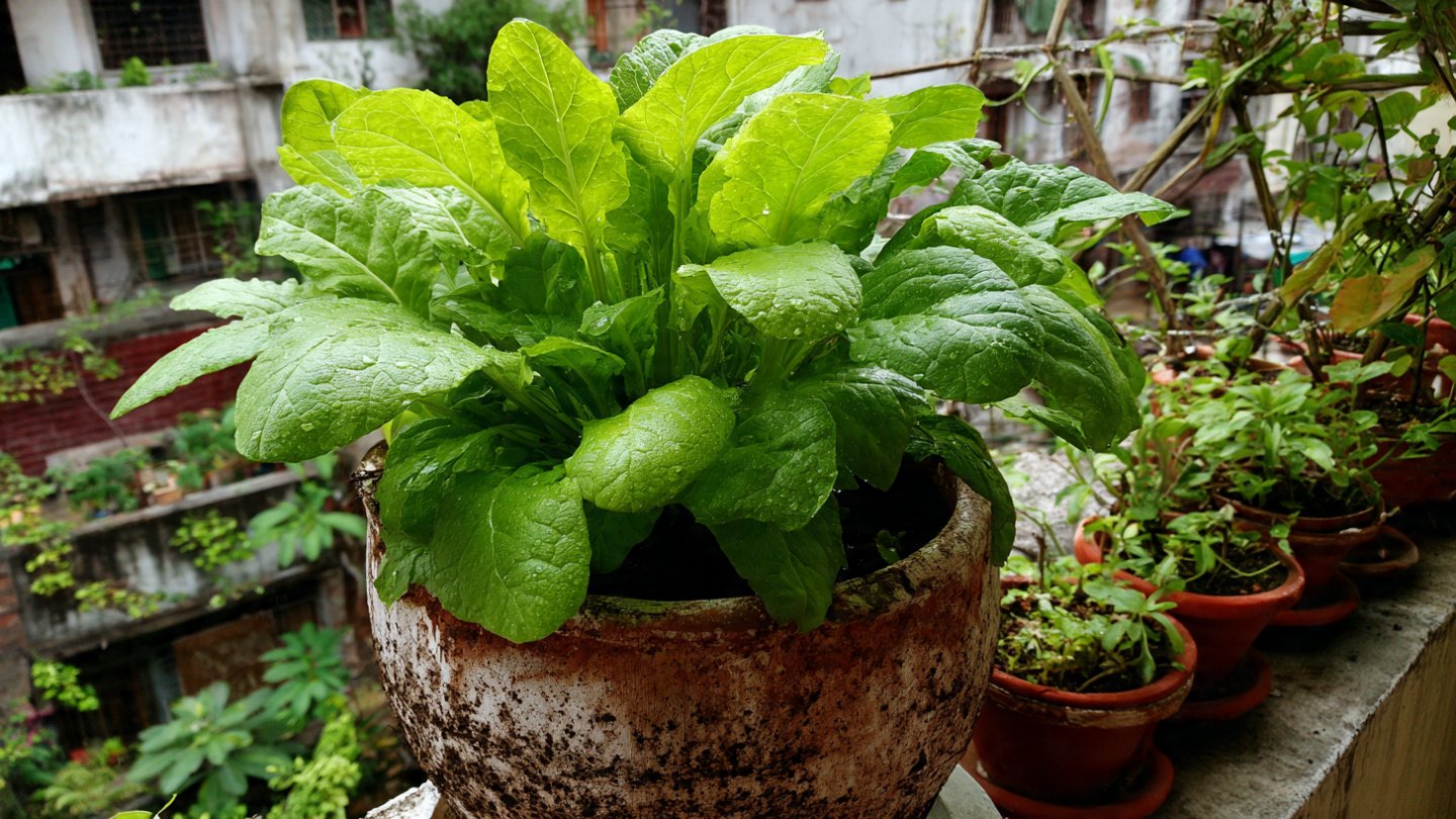 Growing Desi Palak in Containers A Complete Step by Step Guide for Urban Gardeners