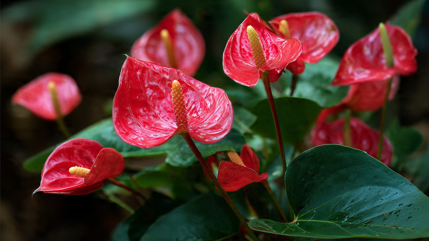 Simple Guidelines for Growing Vibrant Red Anthurium in a Pot