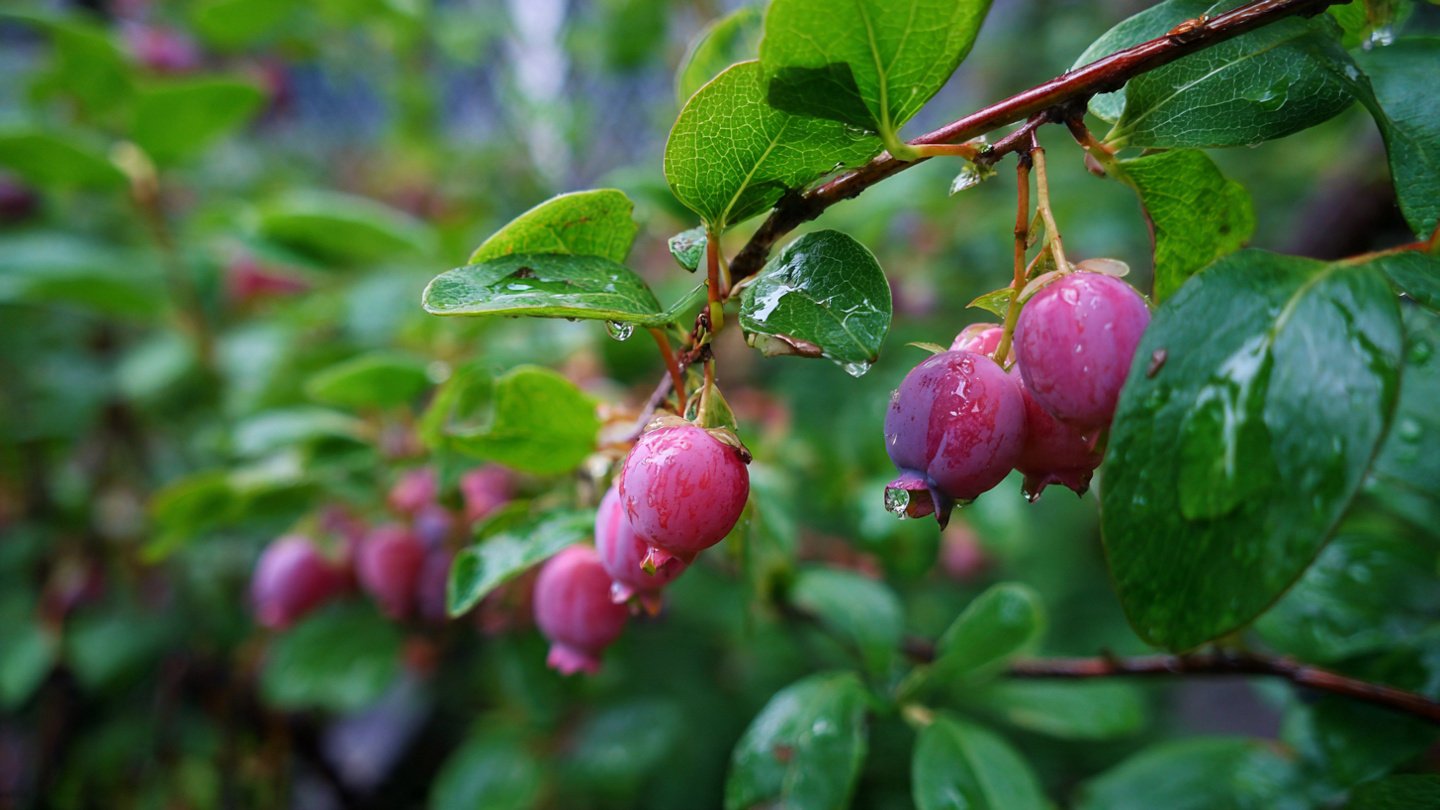 The Ultimate Guide to Successfully Growing Coriander From Seeds at Home