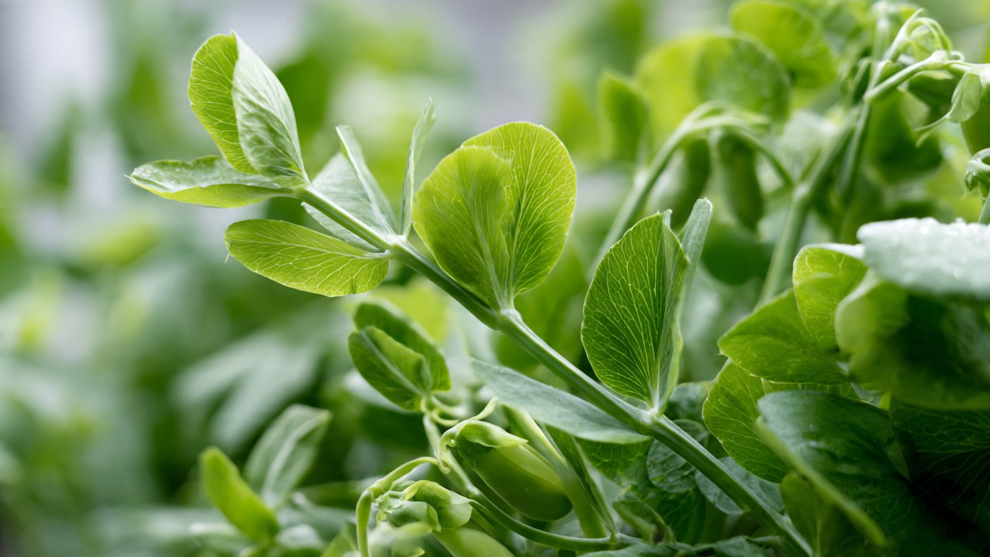 How to Grow Sweet Pea Greens Indoors: A Step-by-Step Guide for Home Gardeners
