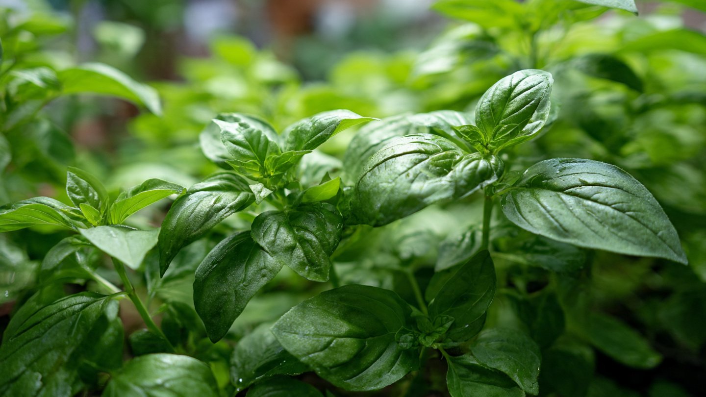 The Ultimate Guide to Growing Lemon Basil Leaves in Your Home Garden for Maximum Flavor and Aroma