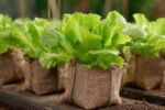Easy Guide to Successfully Growing Lettuce in Grow Bags with Simple Steps for Beginners