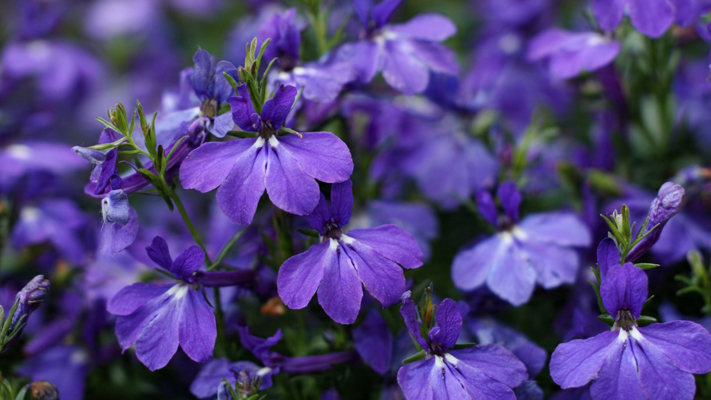 How to Achieve the Easy Way to Grow Lobelia Compact Variety for Thriving Garden Displays