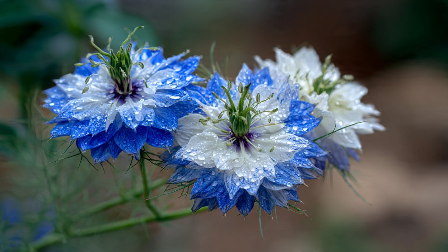 How to Successfully Grow Nigella Blue and White Mix for a Stunning Garden Display