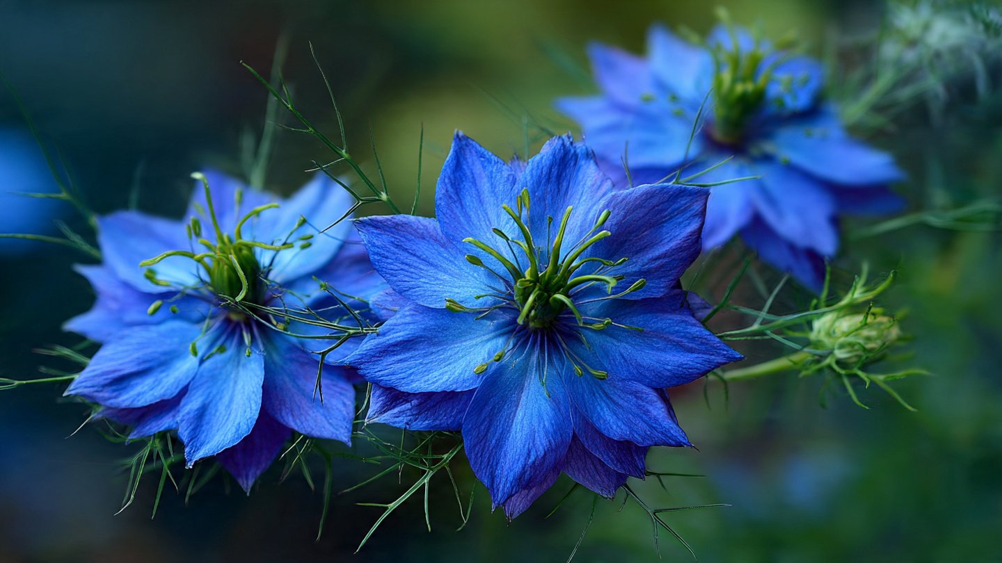 How to Grow Nigella: Nurturing Delicate Blooms for Your Garden