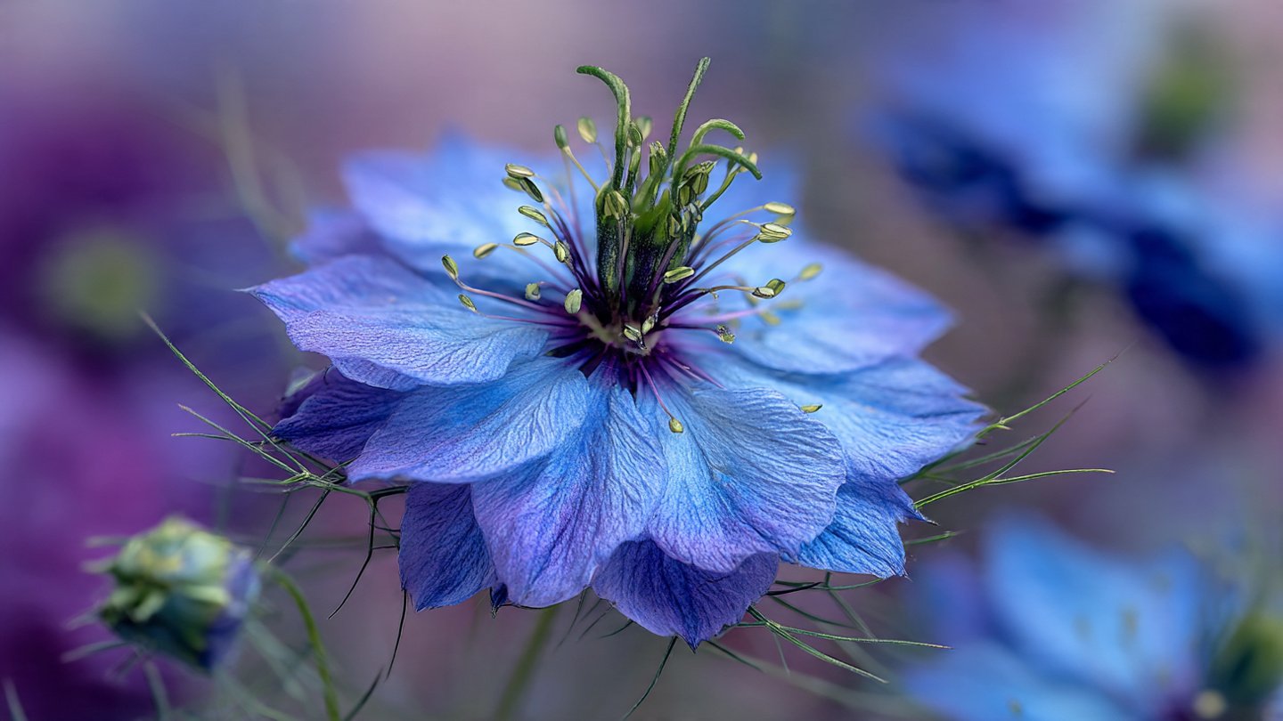How to Easily Hack Your Way to a Thriving Nigella Winter Flower Garden