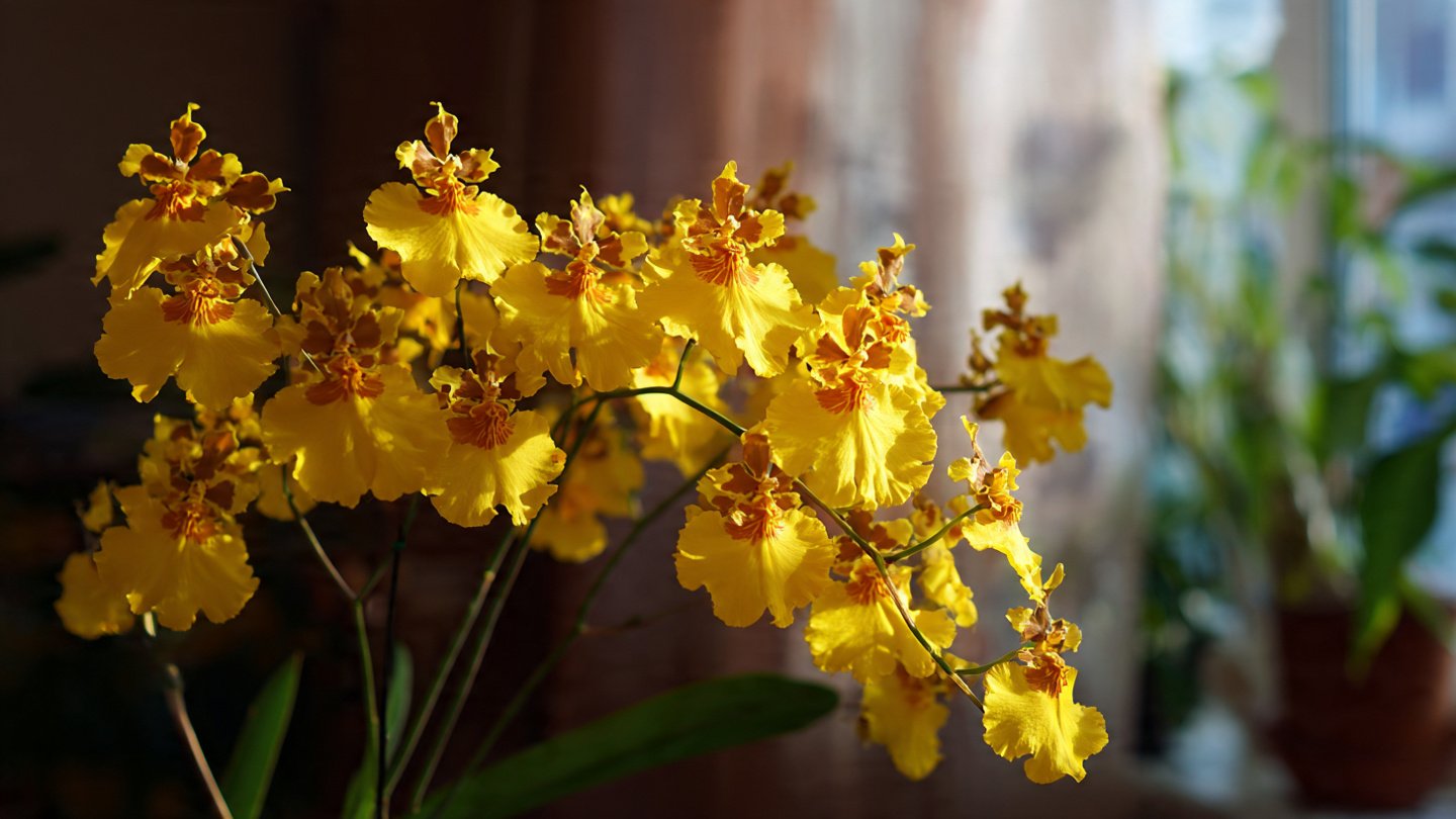 Simple Steps to Successfully Grow Oncidium Orchids at Home for Beginners