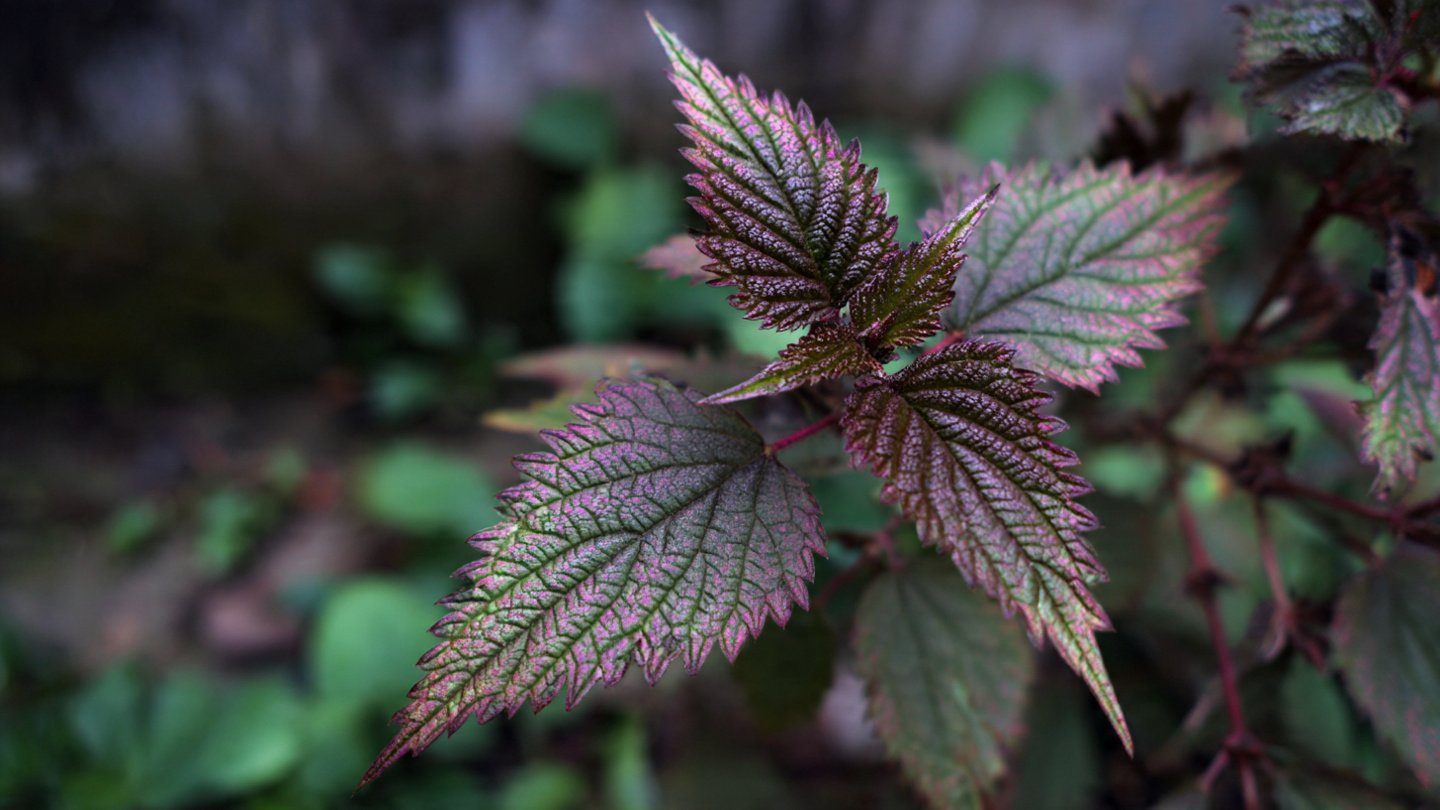 Easy Method to Grow Painted Nettle in Your Garden for Vibrant Colorful Displays