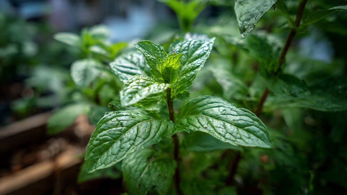 The Ultimate Guide to Successfully Growing Peppermint at Home Naturally