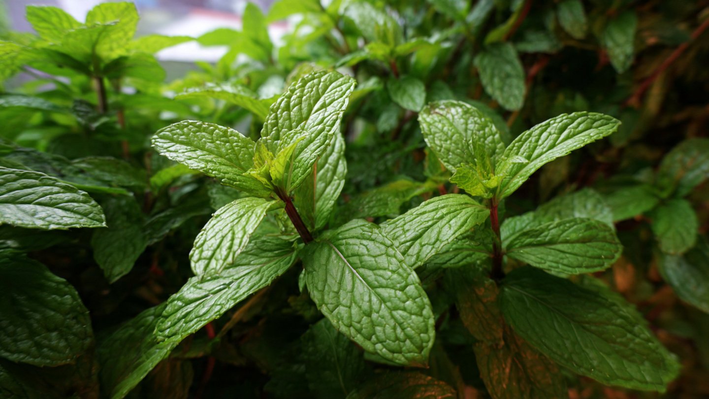 Discover the Simple Method to Accelerate Your Peppermint Growth Naturally