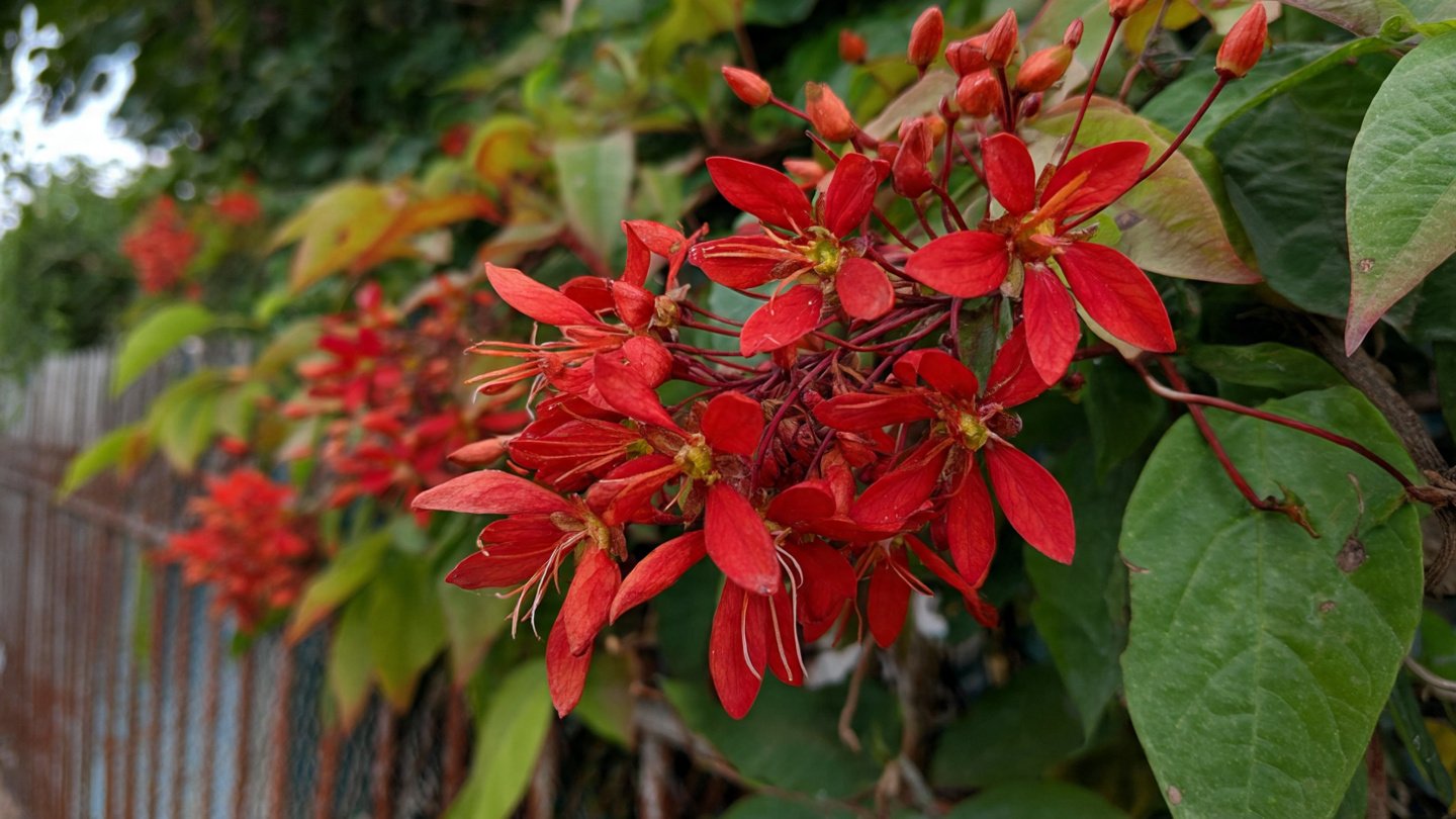 How to Easily Grow Rangoon Creeper on Your Fence: A Simple Guide