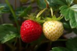 How to Successfully Grow and Cultivate White Strawberry Plants at Home for Delicious and Unique Fruits