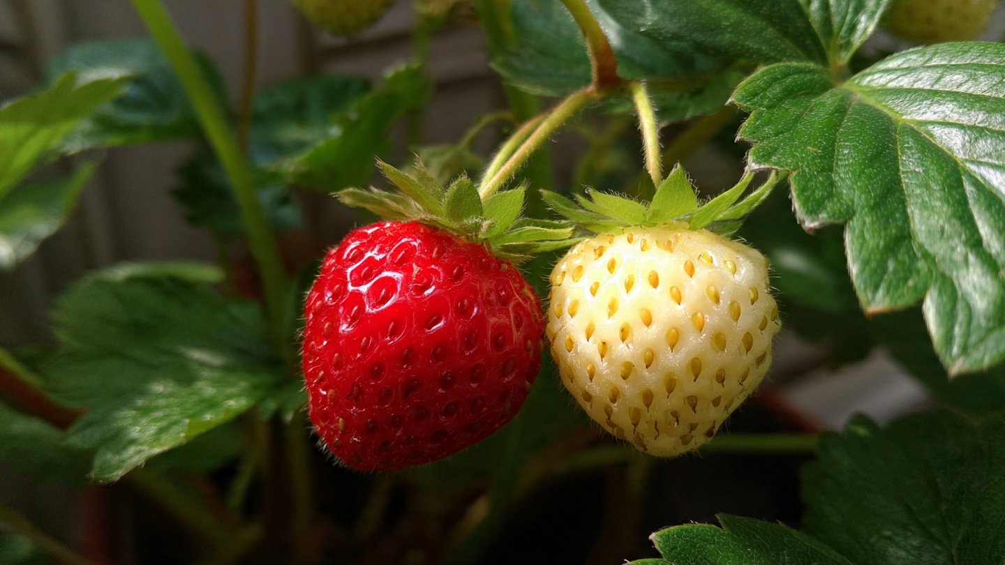 How to Successfully Grow and Cultivate White Strawberry Plants at Home for Delicious and Unique Fruits