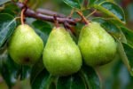 How to Successfully Grow Flemish Beauty Pear Trees in Canada for Optimal Harvest