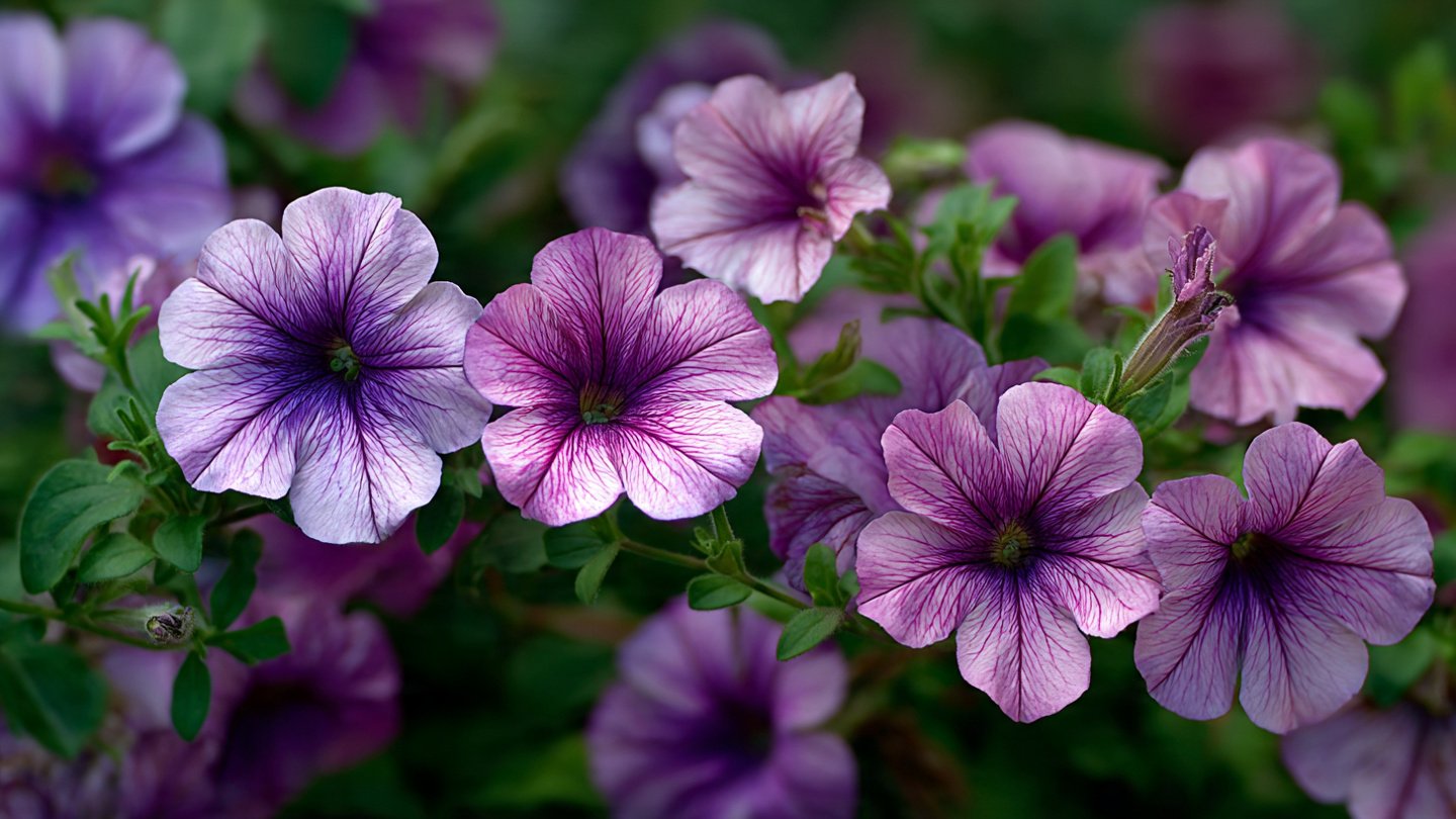 Simple Guide to Successfully Grow Gorgeous Wave Petunia Flowers in Your Garden