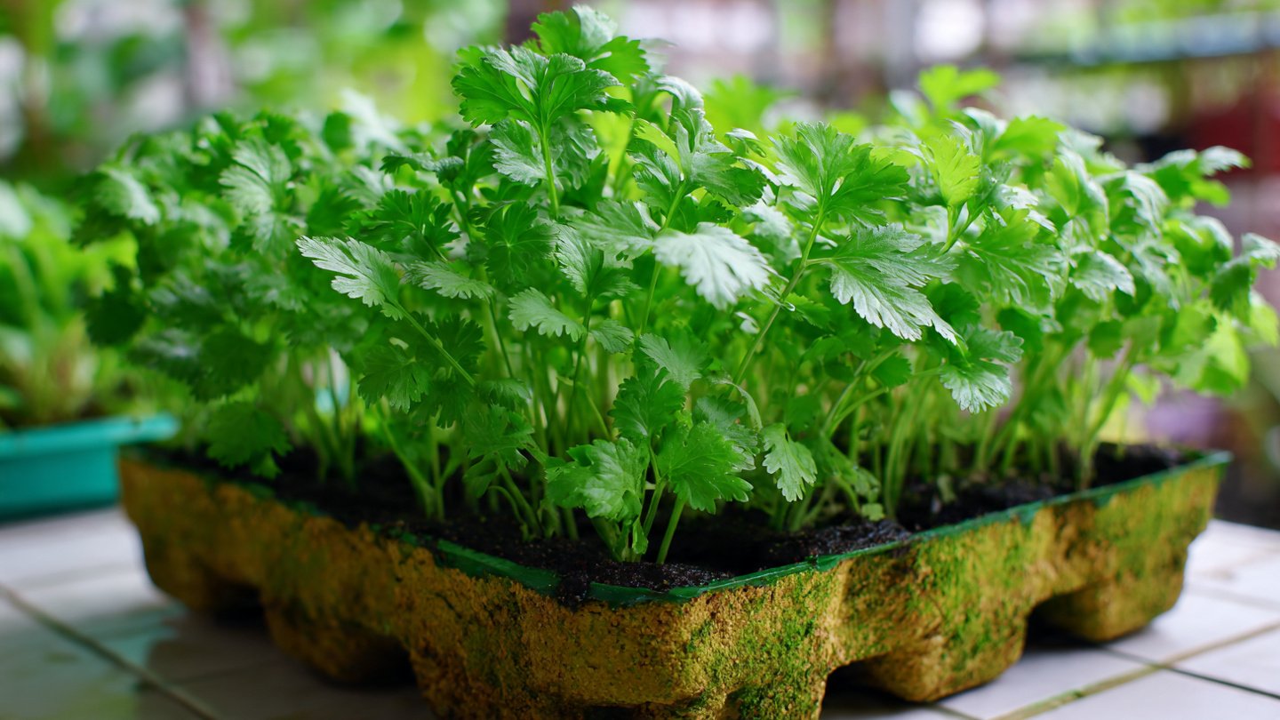 How to Successfully Grow Vietnamese Coriander at Home with Simple Steps for Beginners