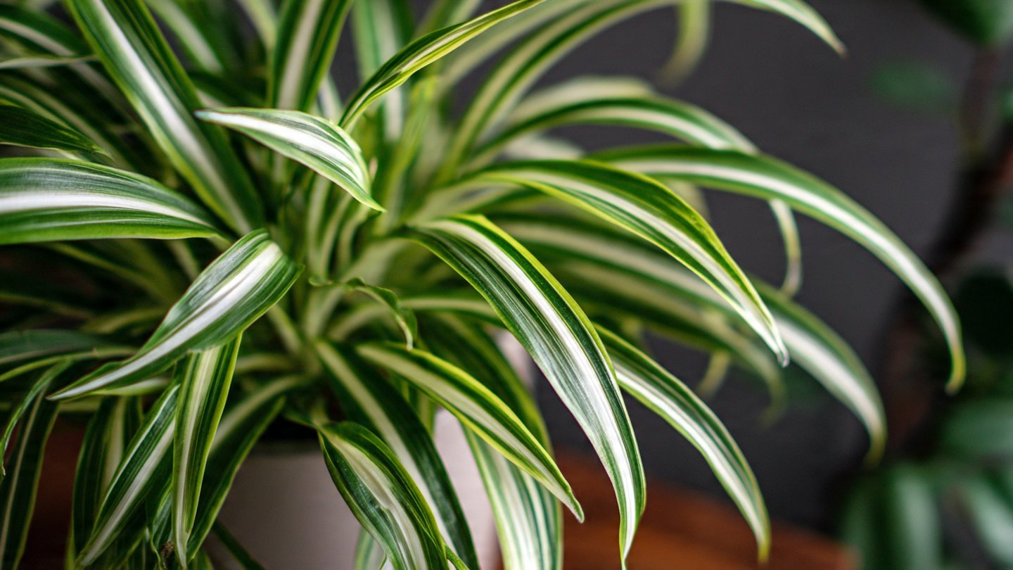 How to Successfully Grow Variegated Spider Plants Indoors for Lush Greenery and Beautiful Foliage