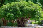 Ultimate Guide to Successfully Growing Weeping Fig Outdoors with Proven Techniques and Expert Tips