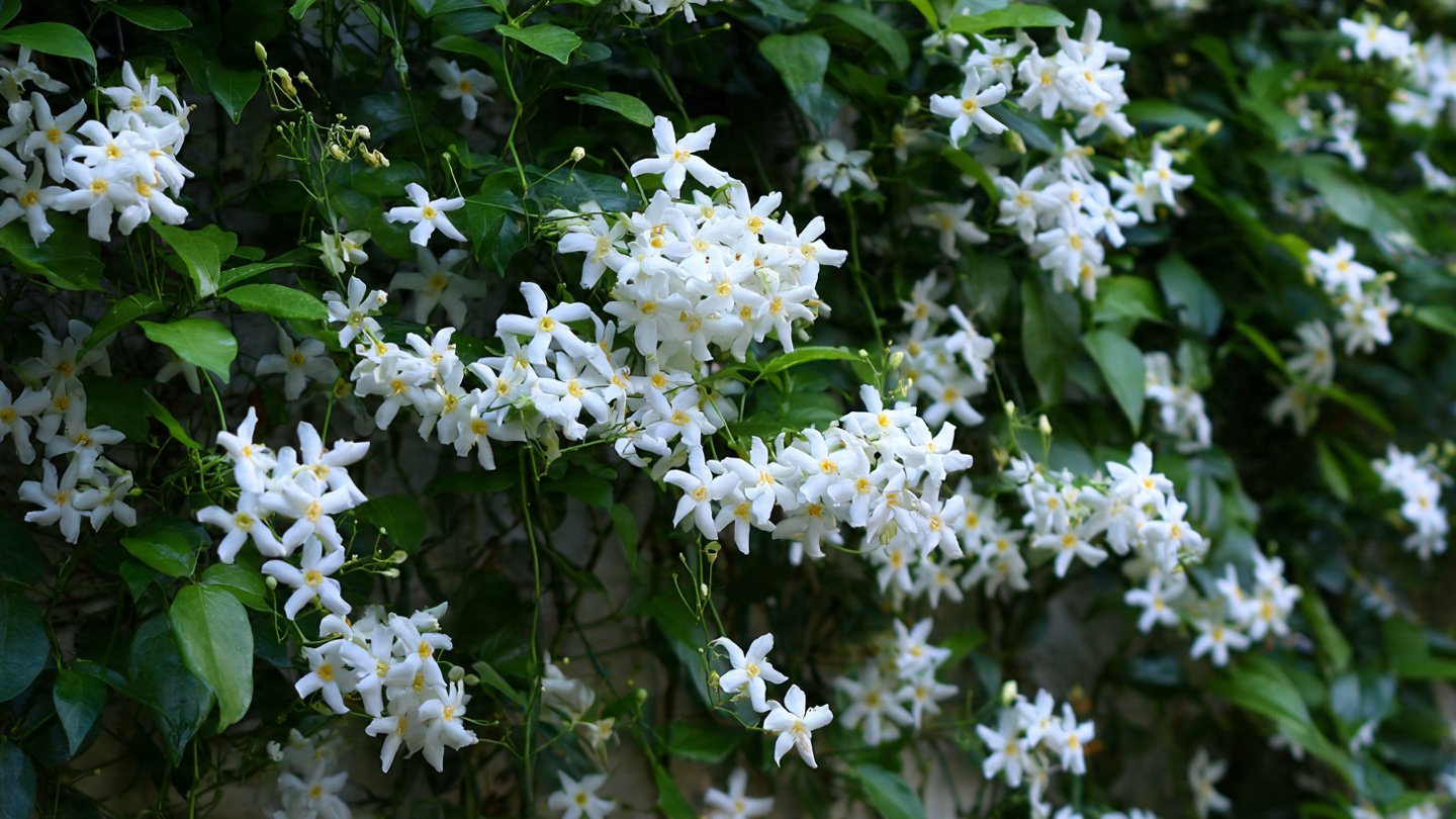 How to Successfully Grow Star Jasmine Creeper at Home for Lush Greenery