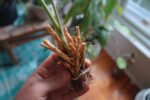 Simple Method for Successfully Rooting Drumstick Cuttings at Home