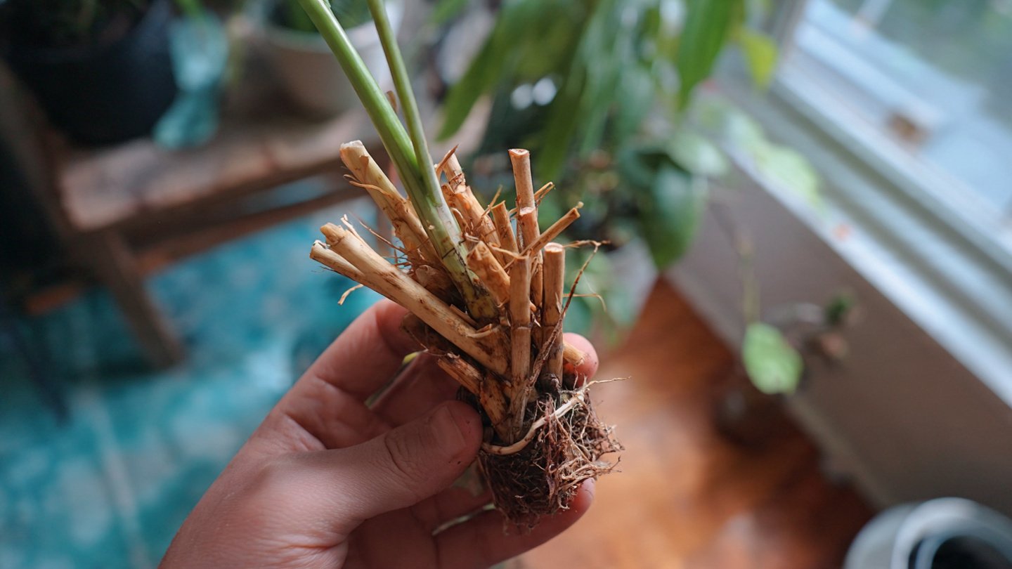 Simple Method for Successfully Rooting Drumstick Cuttings at Home