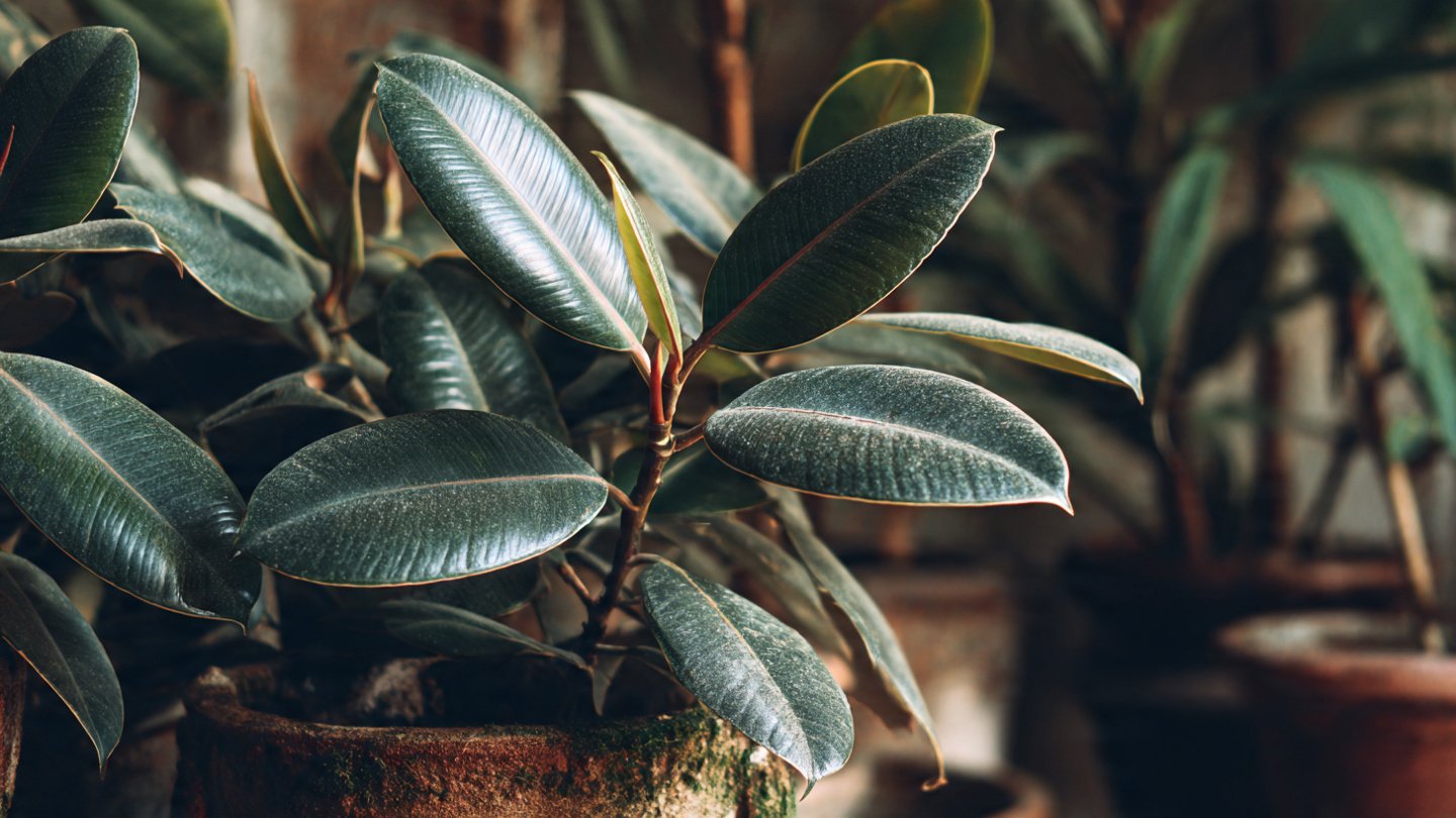 The Complete Guide to Successfully Growing Rubber Plants in Water for Beginners