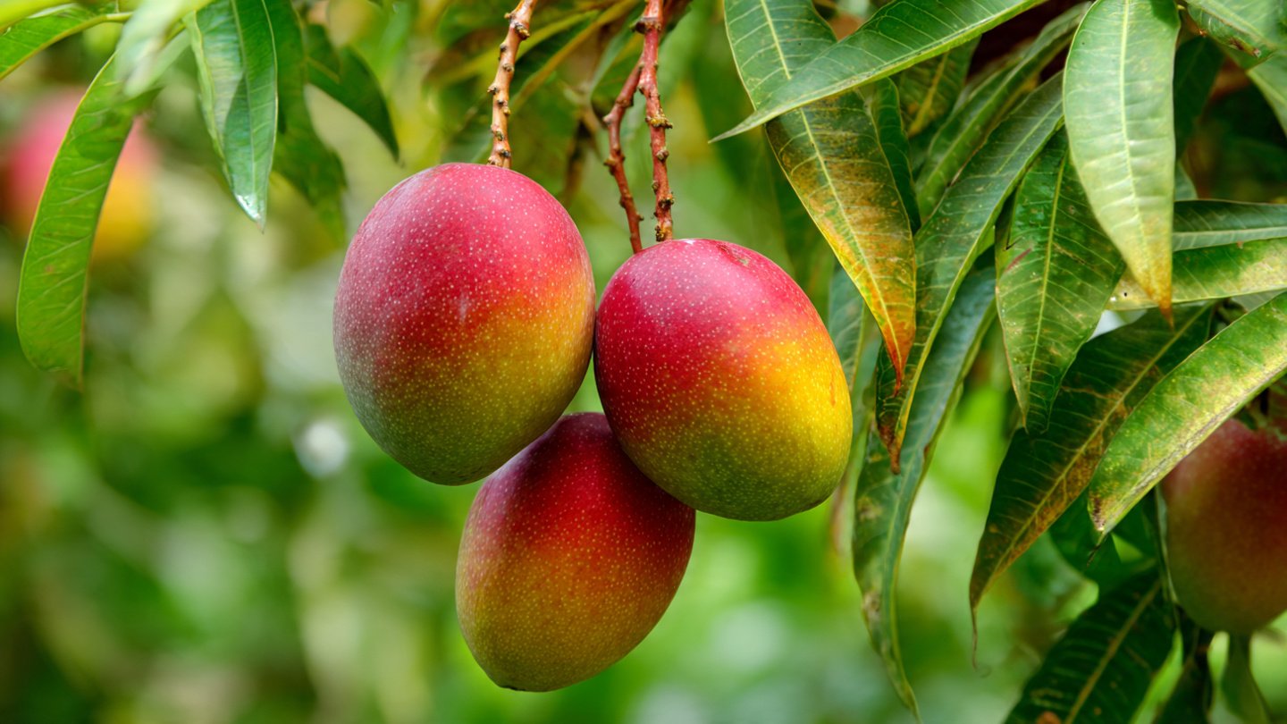 The Ultimate Guide to Successfully Cultivating Dwarf Mangoes in Containers for Home Gardeners