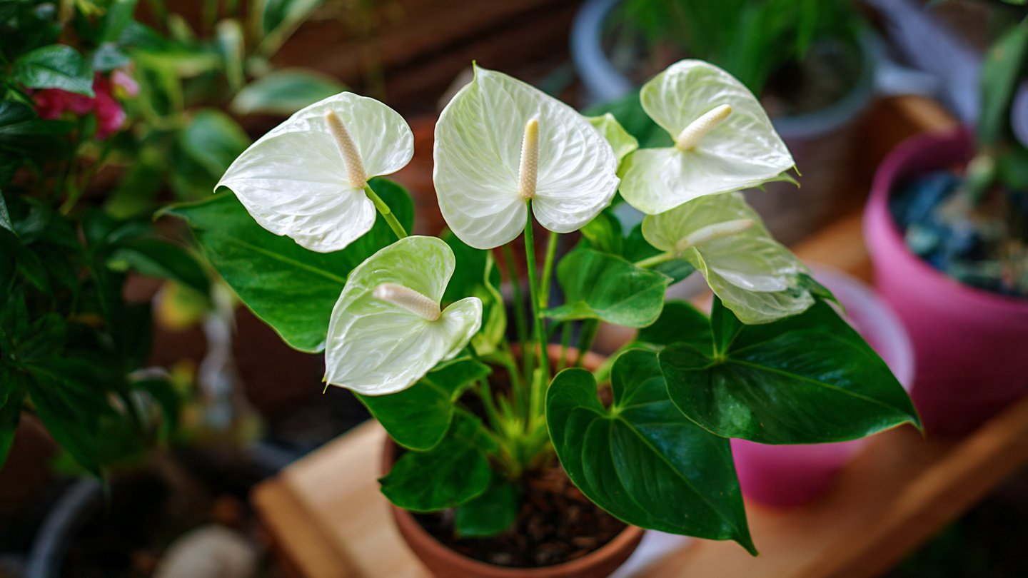 The Ultimate Guide to Successfully Growing White Anthurium Indoors for Beginners and Enthusiasts Alike